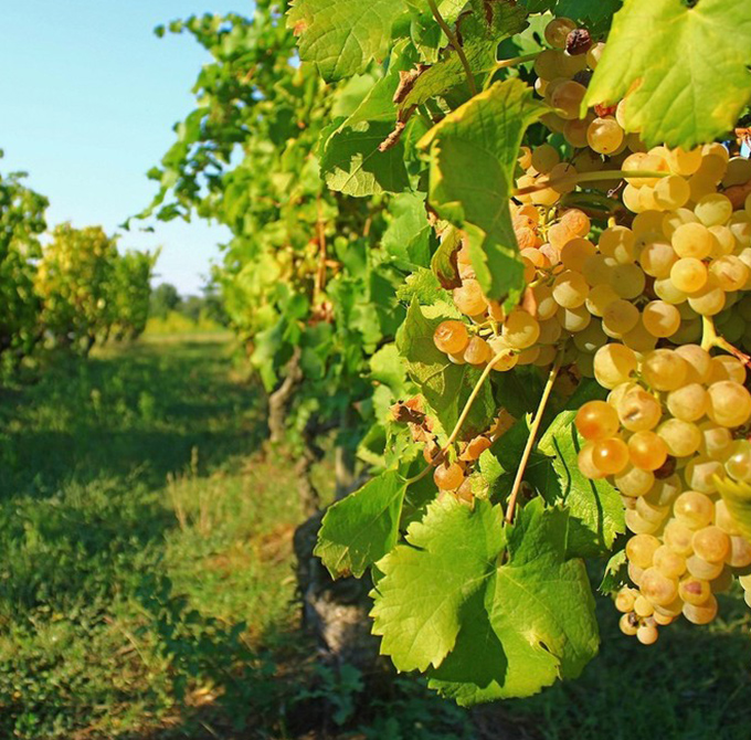 Caratteristiche organolettiche Pinot Grigio delle Venezie DOC