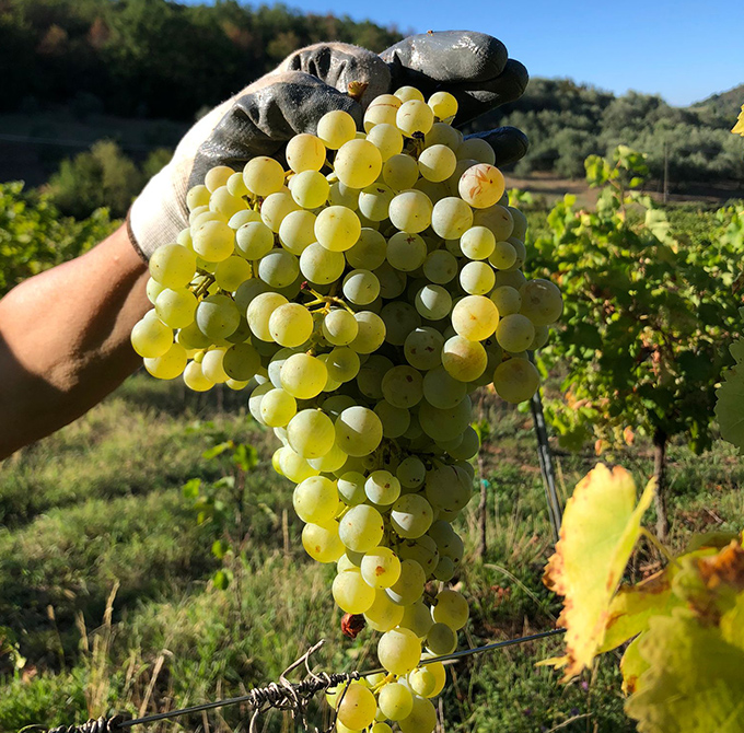Organoleptic characteristics Prosecco DOC Rosé Brut
