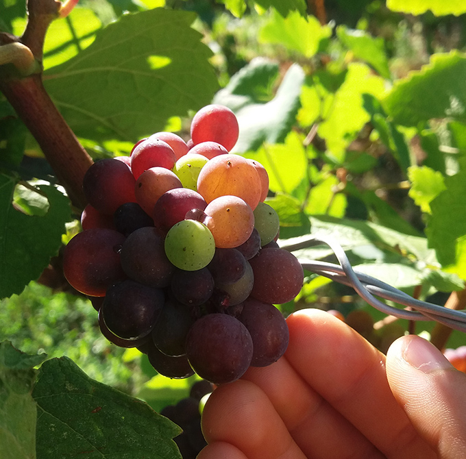 Organoleptic characteristics Pinot Nero Veneto IGT