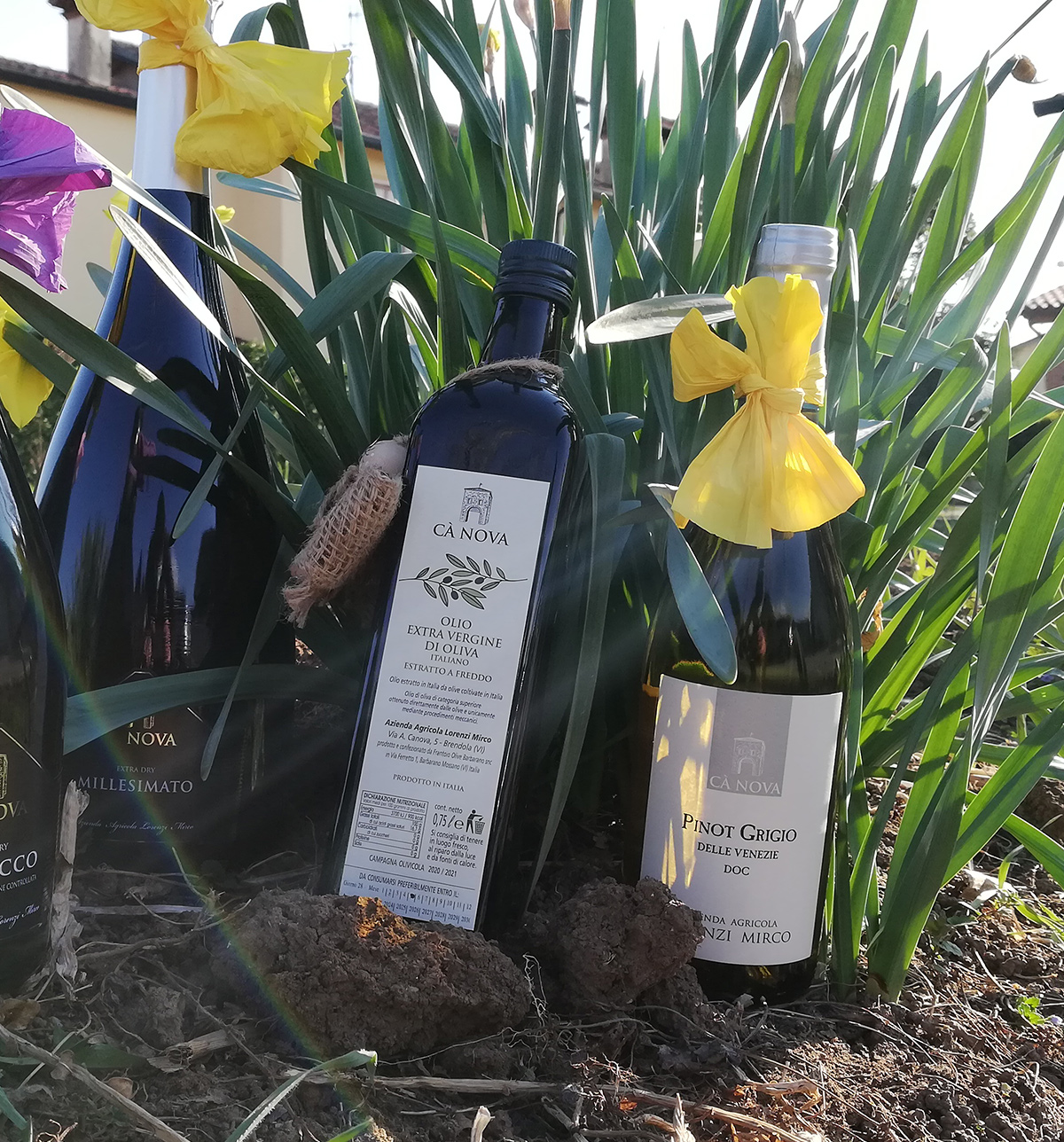 Colli Berici olive oil